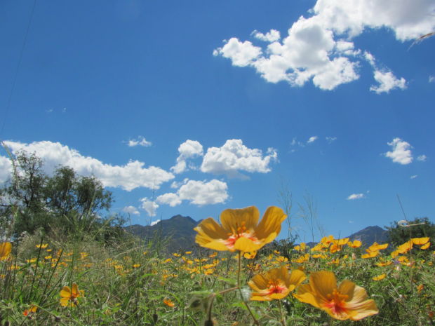 Southwest wildflowers